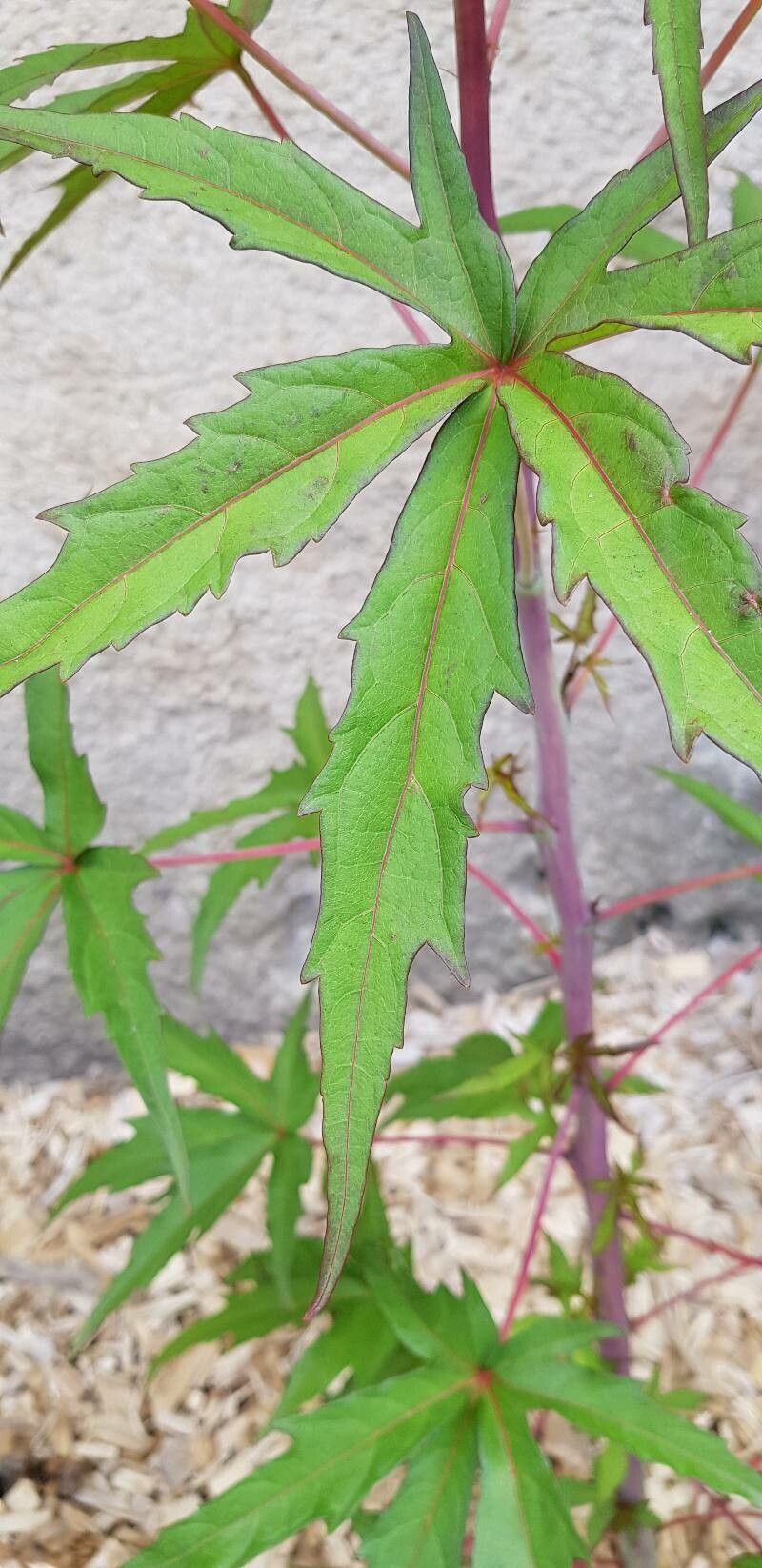Hibiscus coccineus leaf