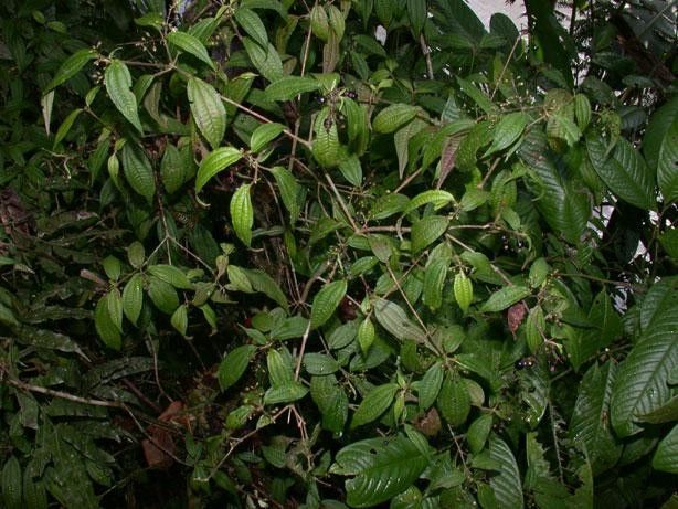 Miconia grayumii habit