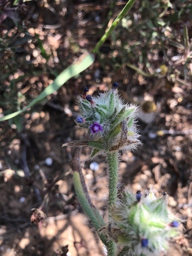 Hormuzakia aggregata flower