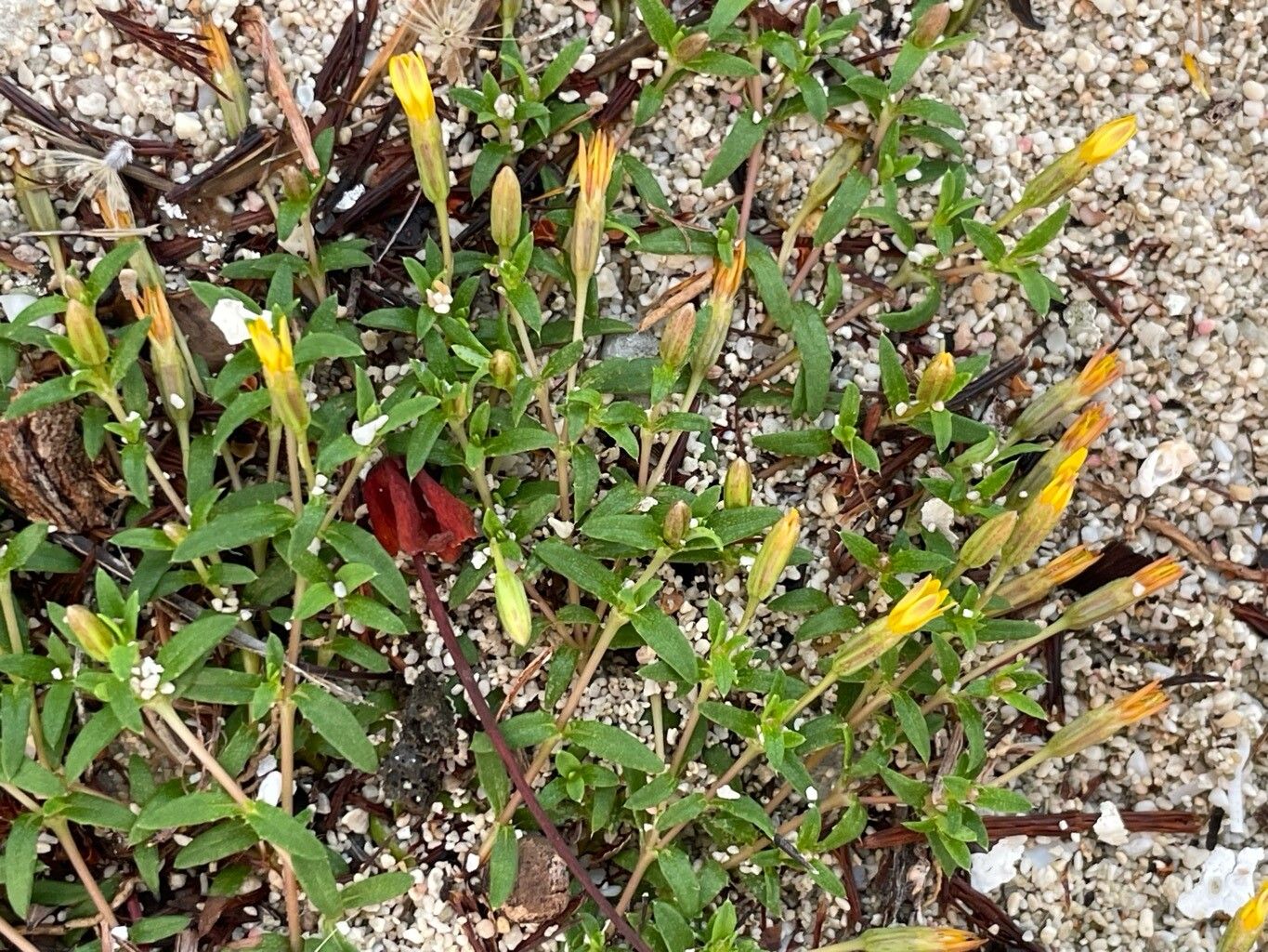 Pectis caymanensis flower