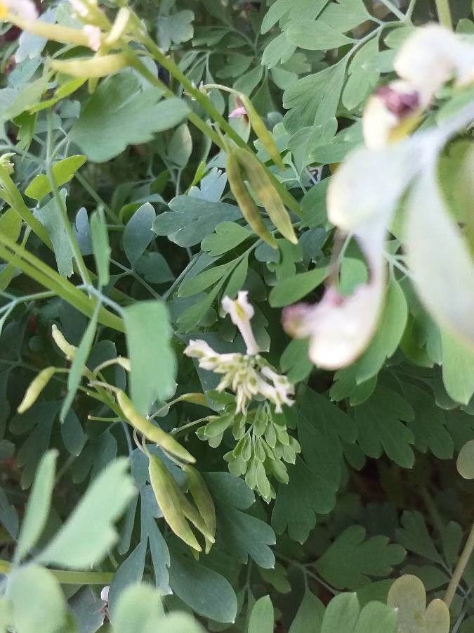 Pseudofumaria alba fruit