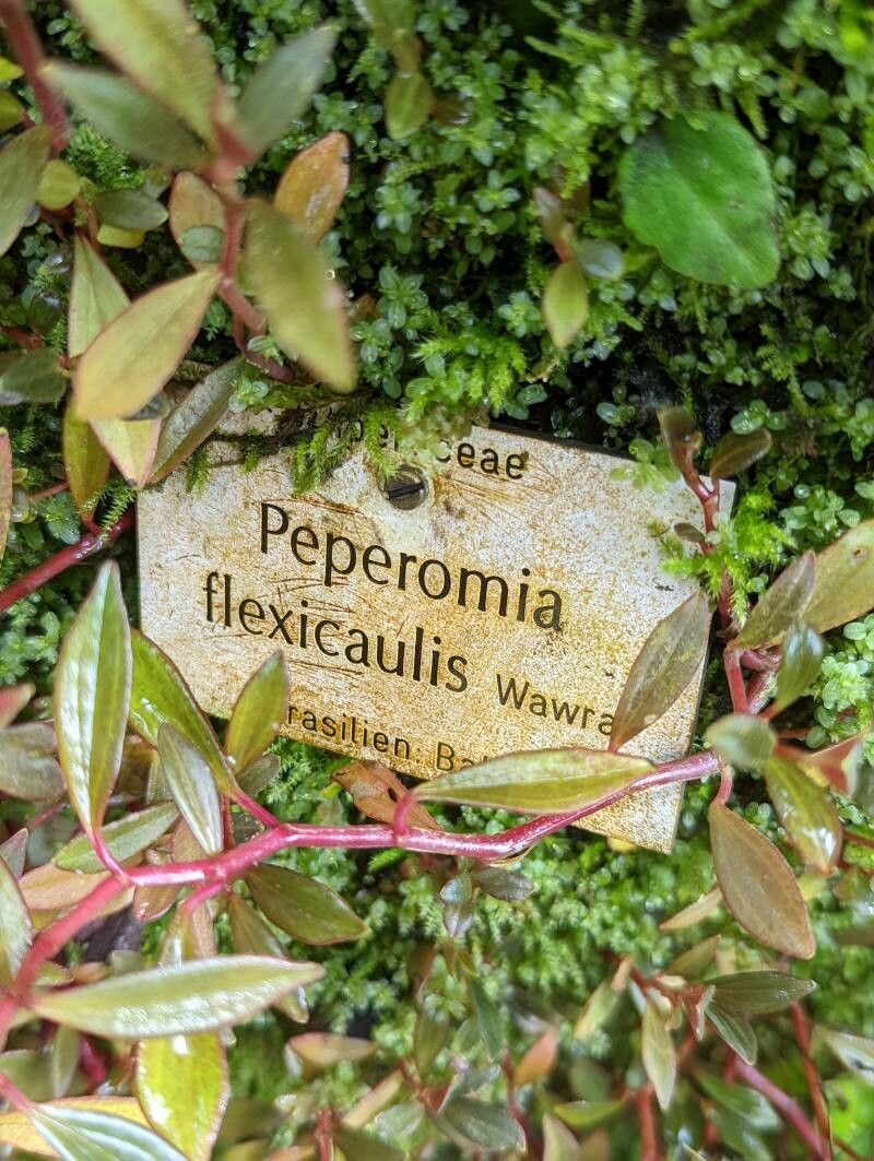 Peperomia flexicaulis other