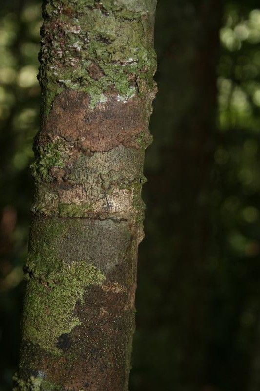 Talisia guianensis bark