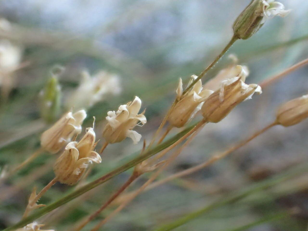 Minuartia recurva fruit