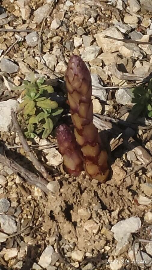 Orobanche latisquama leaf
