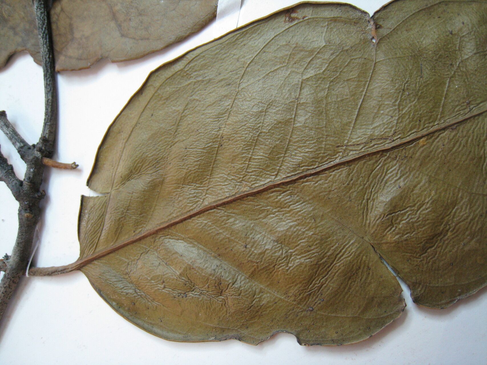 Tontelea sandwithii — search result for 'Tontelea'