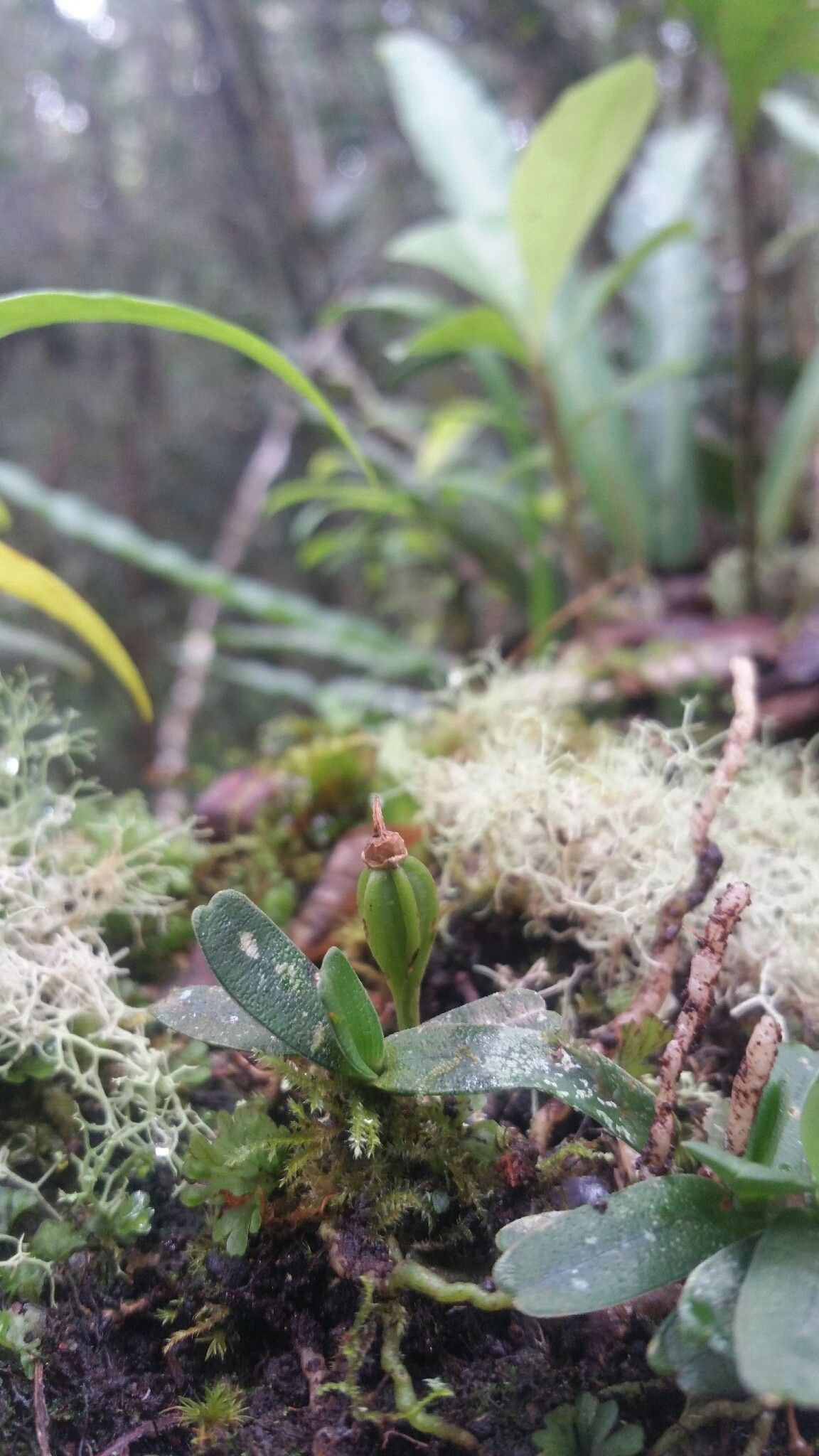 Angraecum breve — houseplant care guide