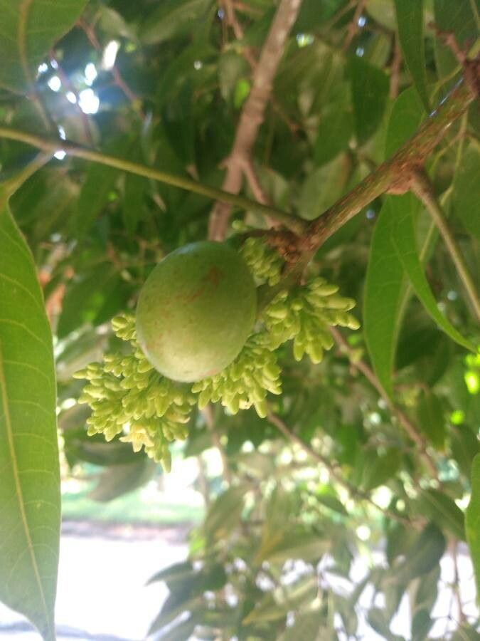 Protium heptaphyllum fruit