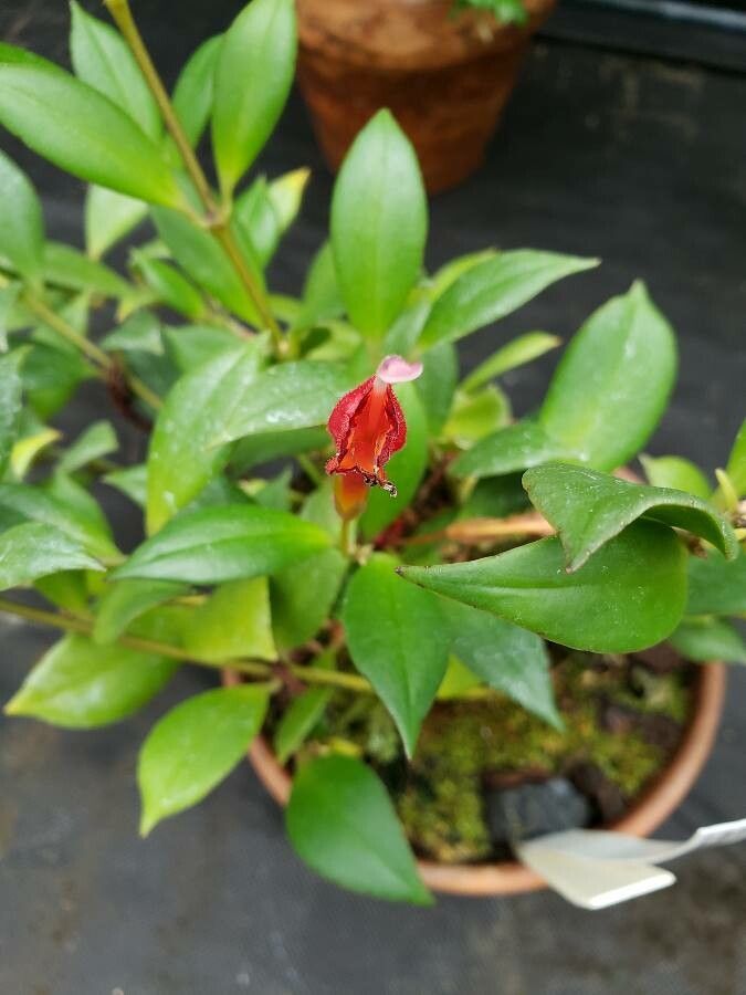 Aeschynanthus fulgens flower