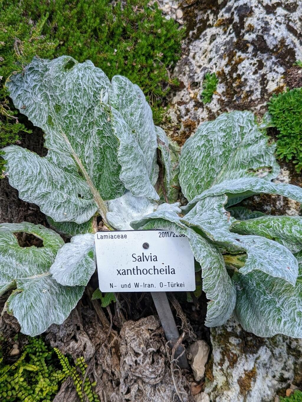 Salvia xanthocheila habit
