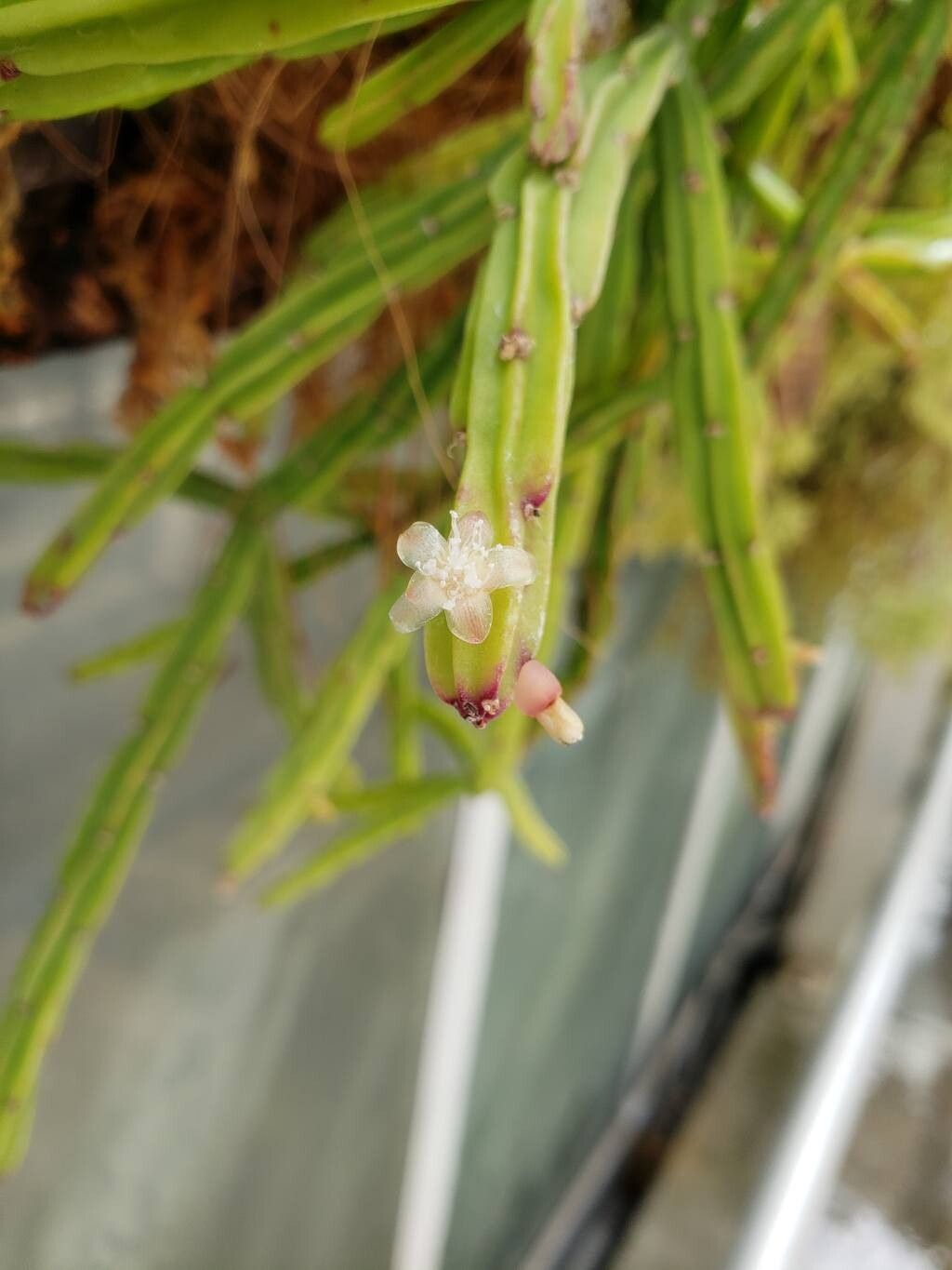 Rhipsalis pentaptera flower