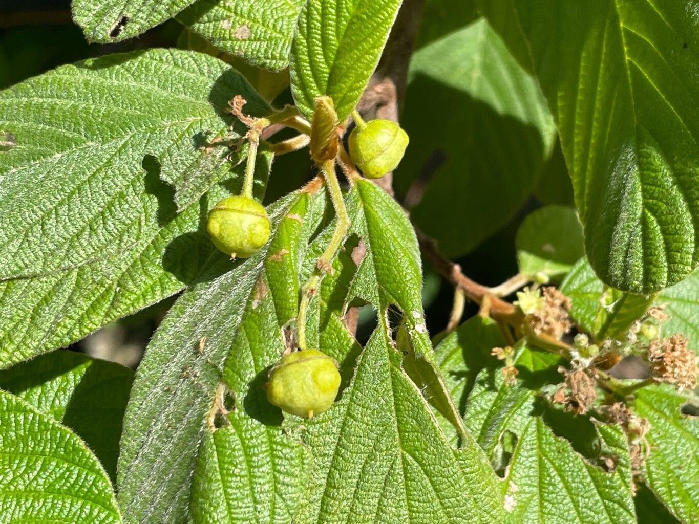 Colubrina cubensis fruit