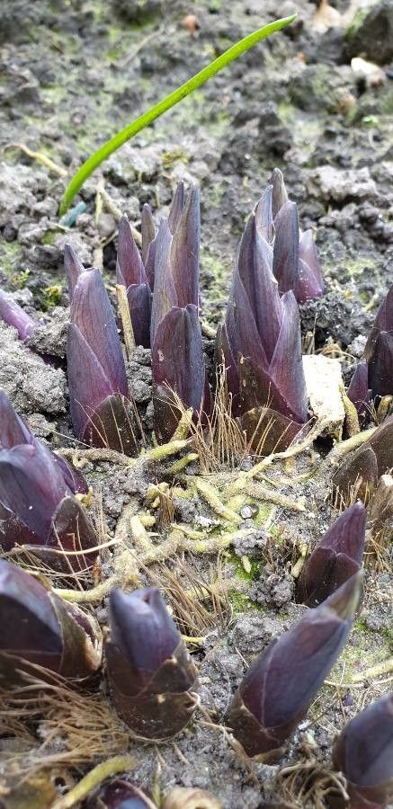 Lathraea clandestina leaf