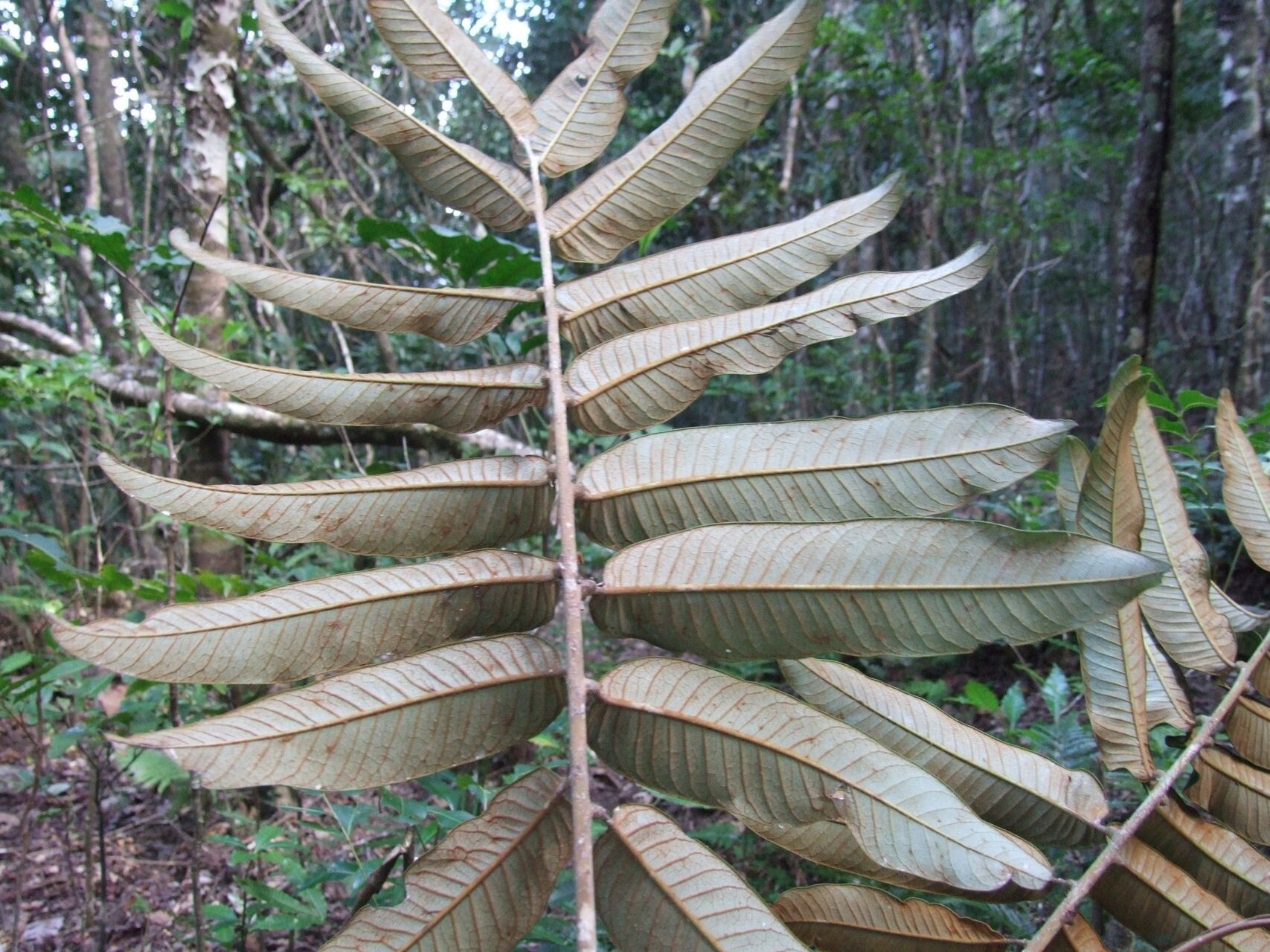 Podonephelium pachycaule — houseplant care guide