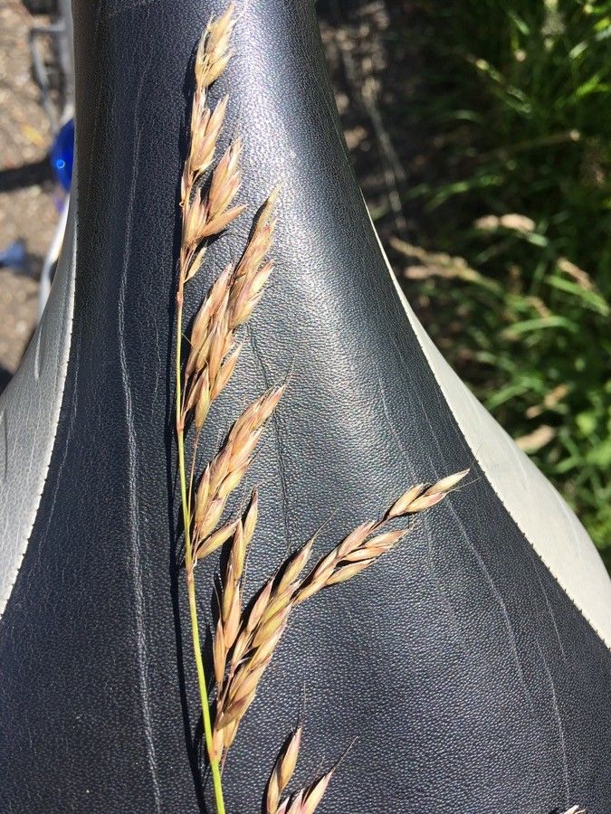 Festuca rubra flower