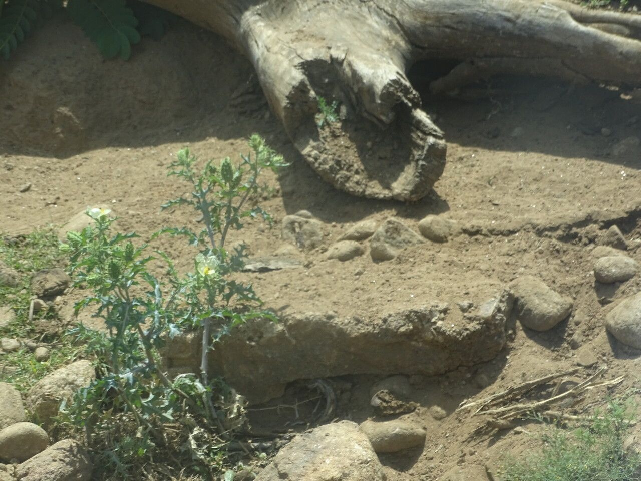 Argemone mexicana leaf