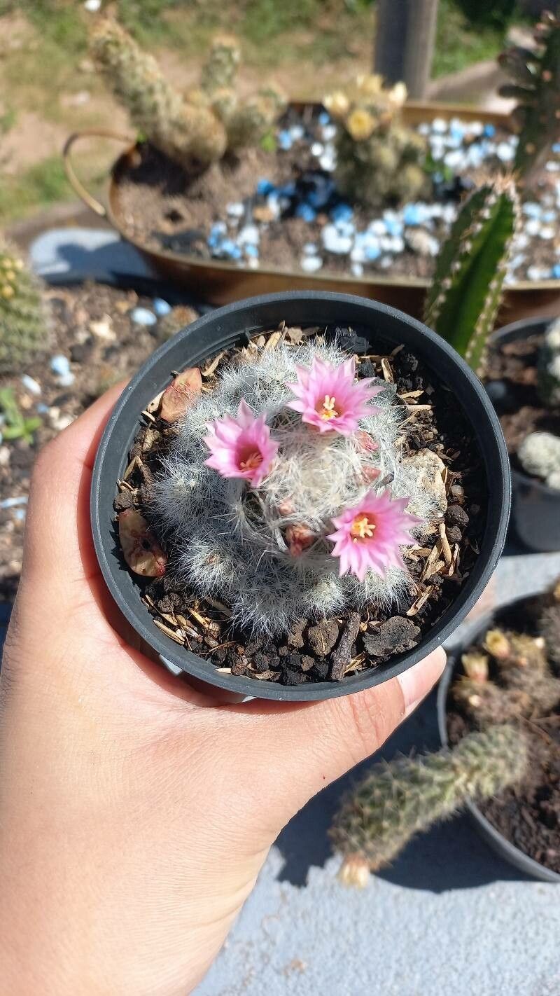 Mammillaria glassii flower