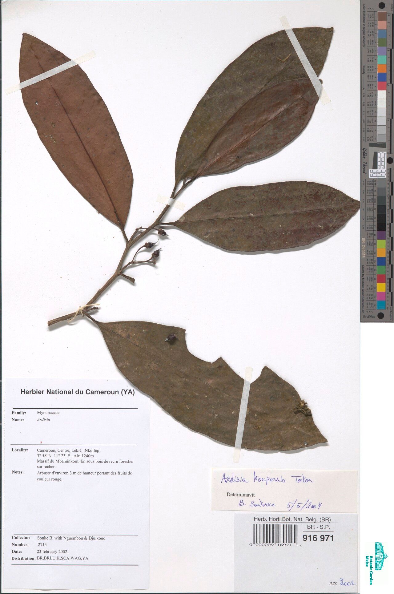 Ardisia koupensis — houseplant care guide