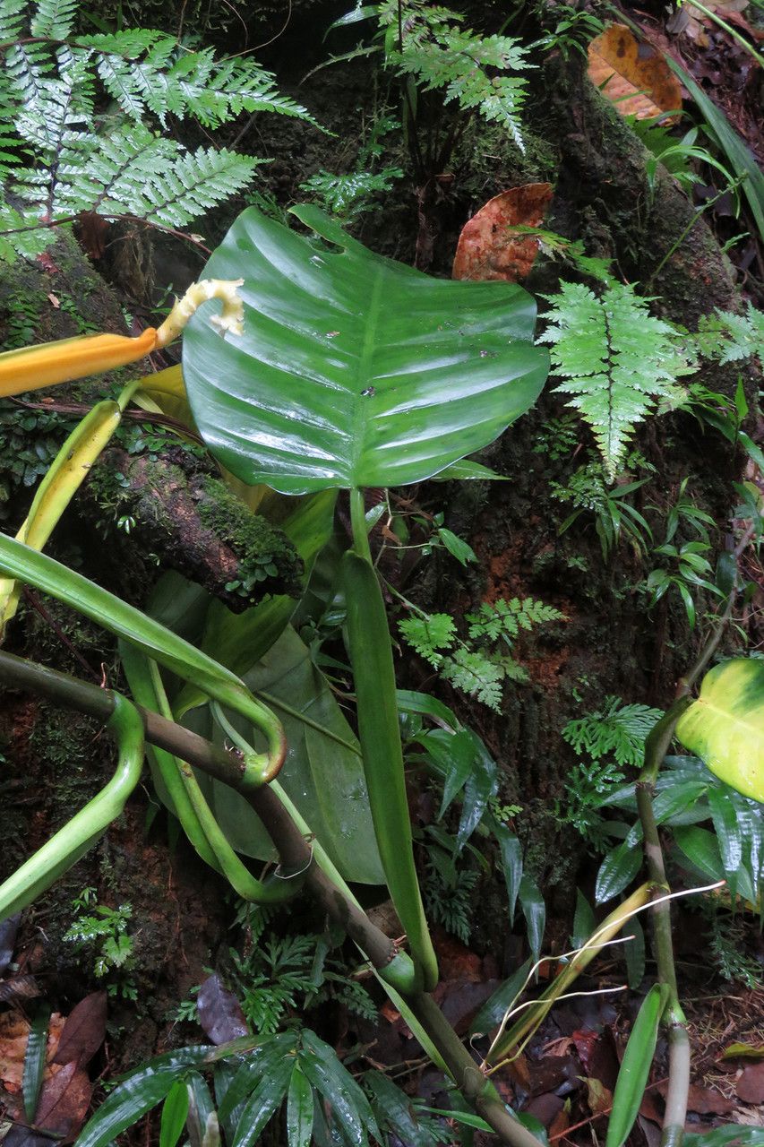 Philodendron lingulatum leaf