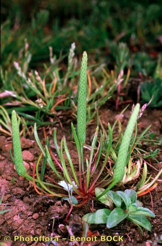 Ranunculus sessilis habit