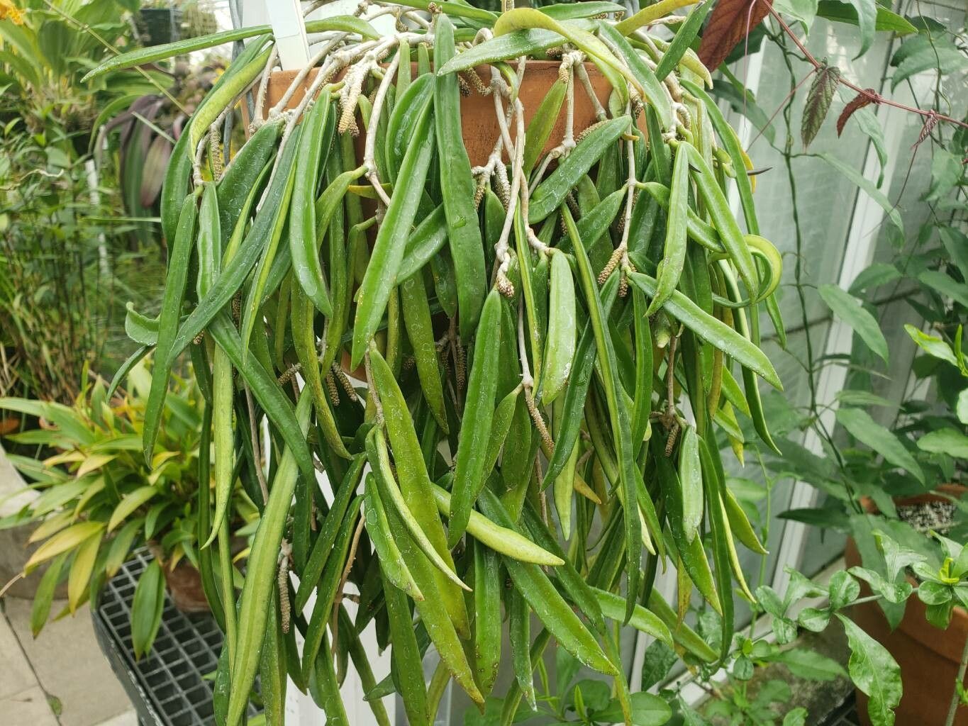 Hoya longifolia habit