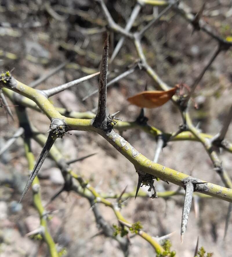 Parkinsonia andicola bark
