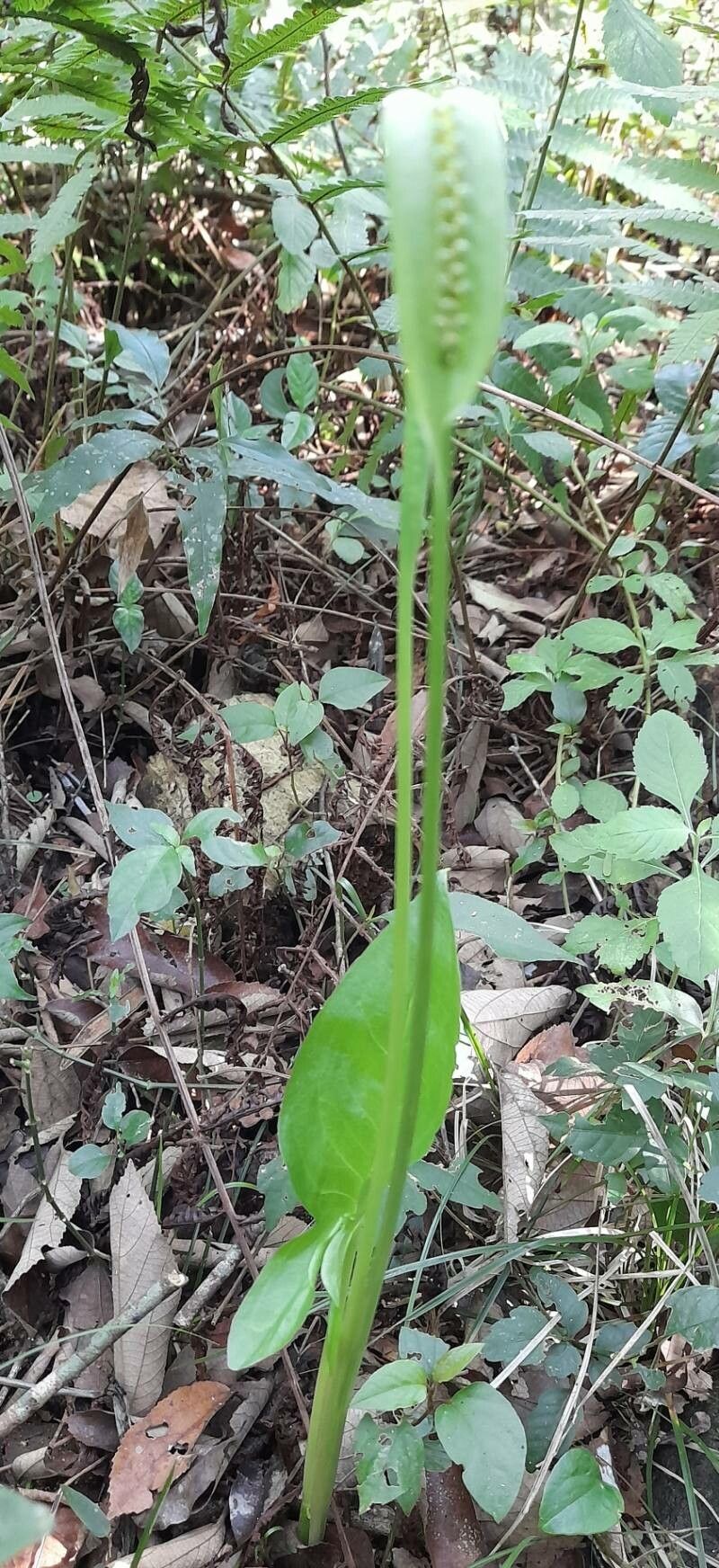 Spathicarpa hastifolia habit