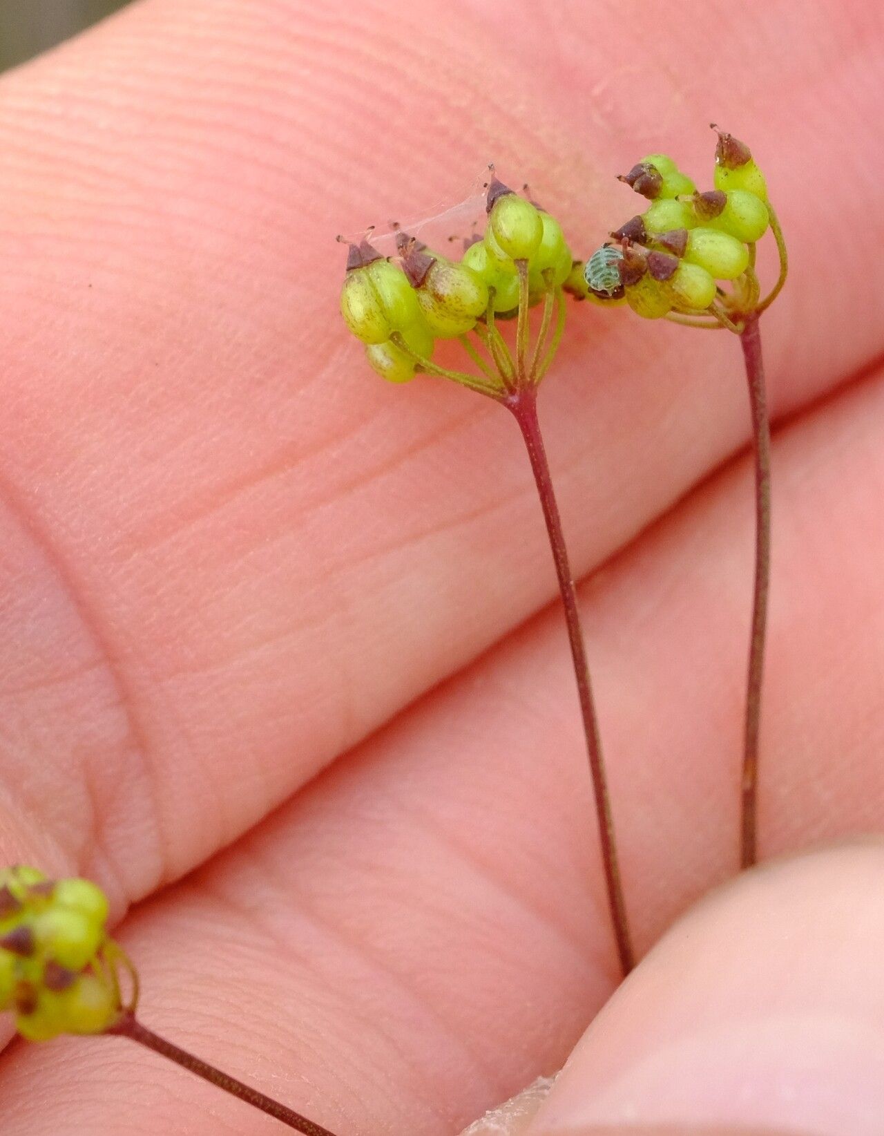 Pimpinella buchananii fruit