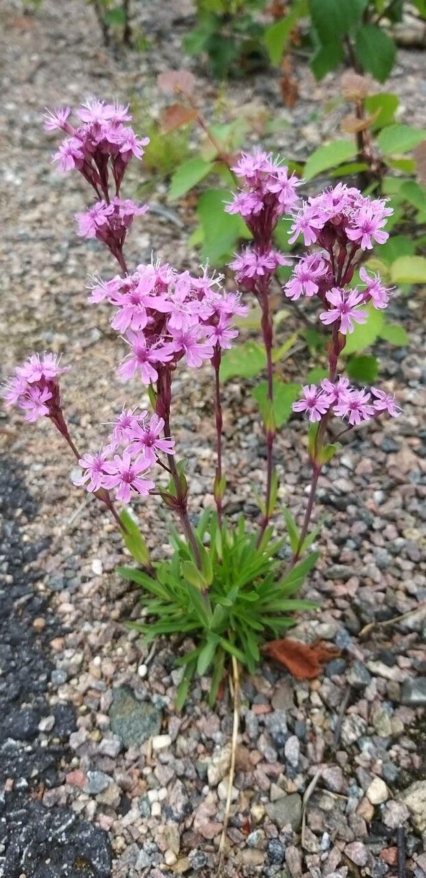 Silene suecica — search result for 'Sweden'