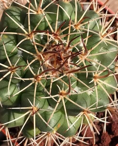 Mammillaria sonorensis — search result for 'Mammillaria'