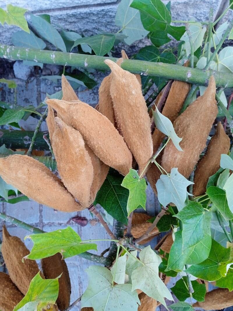 Brachychiton discolor fruit