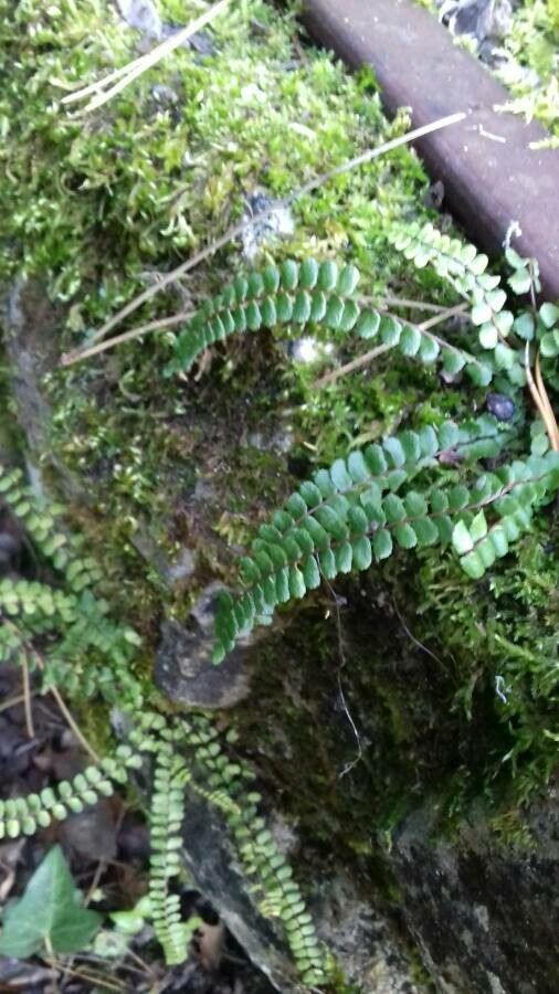 Asplenium trichomanes