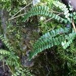 Asplenium trichomanes