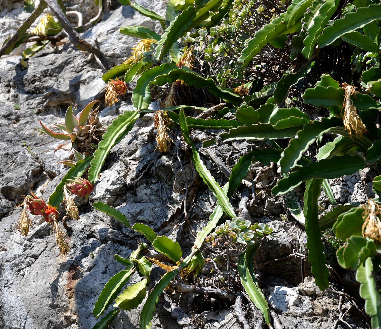 Selenicereus guatemalensis habit