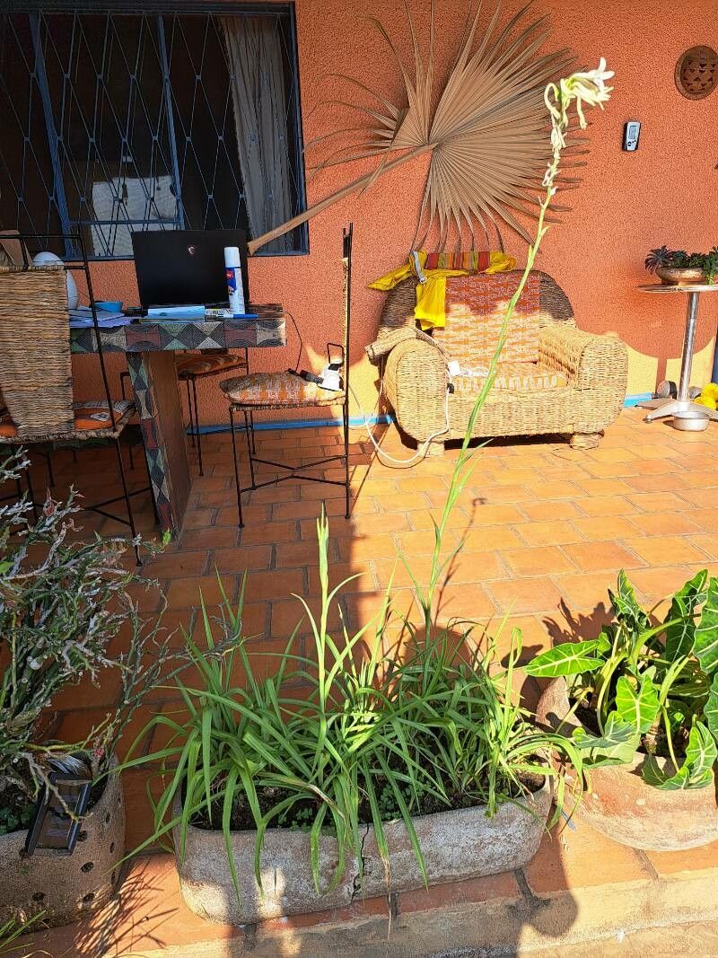 Polianthes tuberosa habit