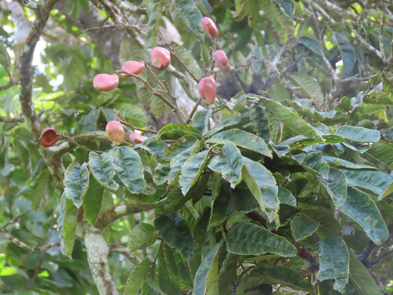 Ormosia subsimplex fruit