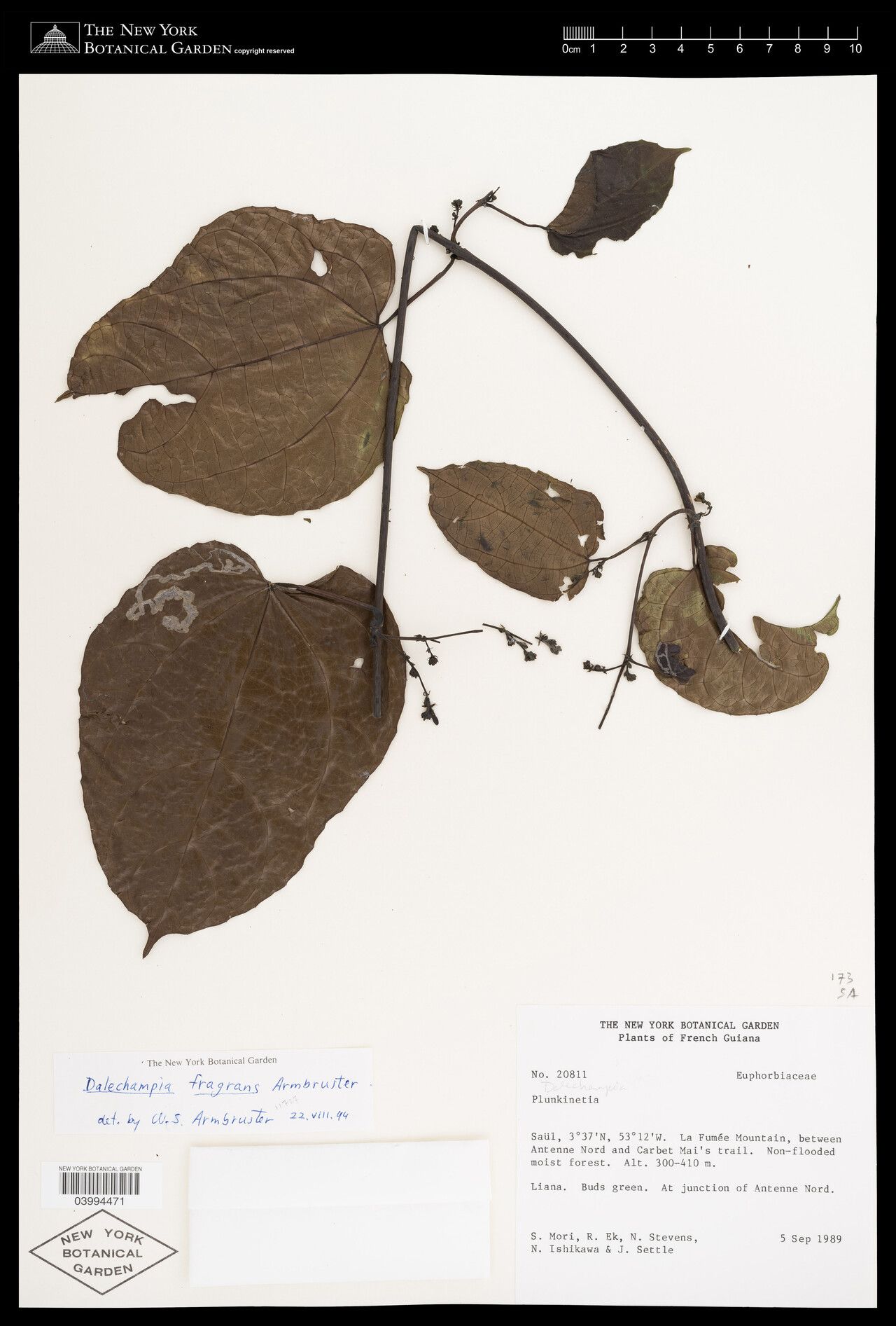Dalechampia fragrans — houseplant care guide