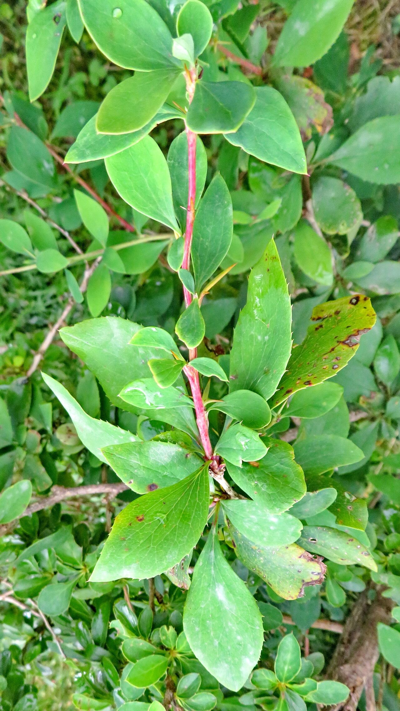 Berberis orthobotrys — houseplant care guide