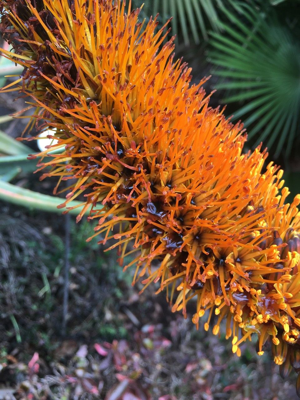Aloe spicata flower