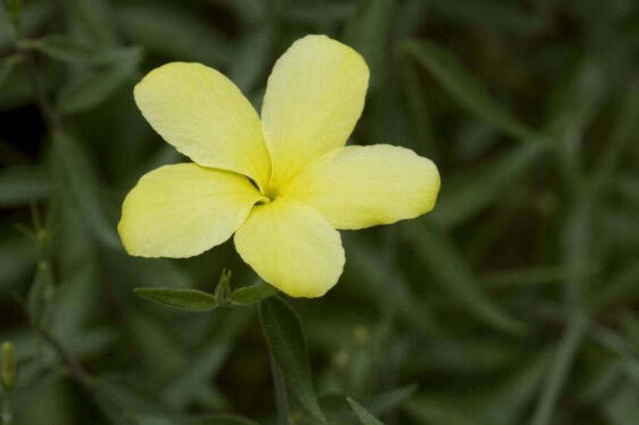 Haplophyton crooksii flower