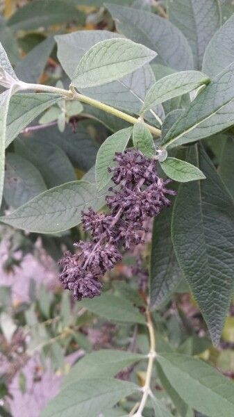 Buddleja x weyeriana fruit