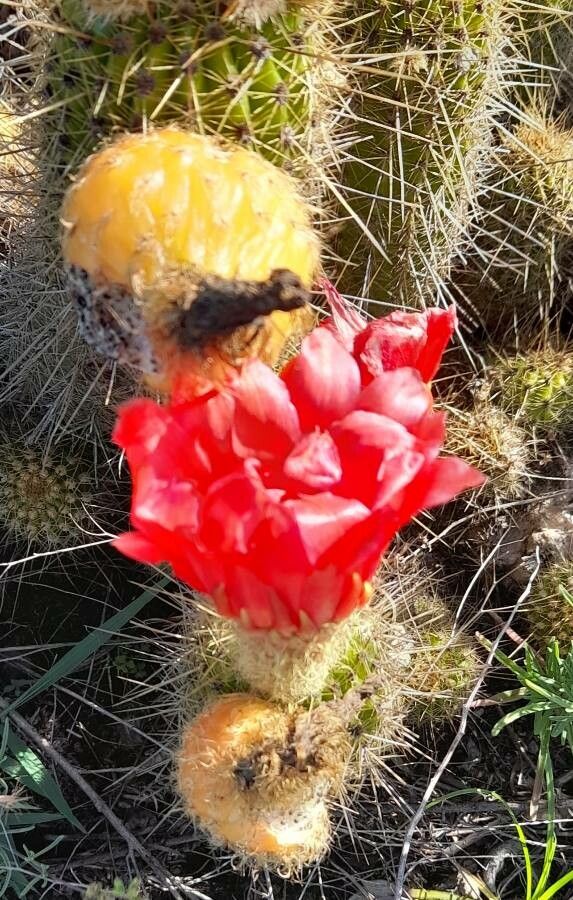 Echinopsis huascha flower