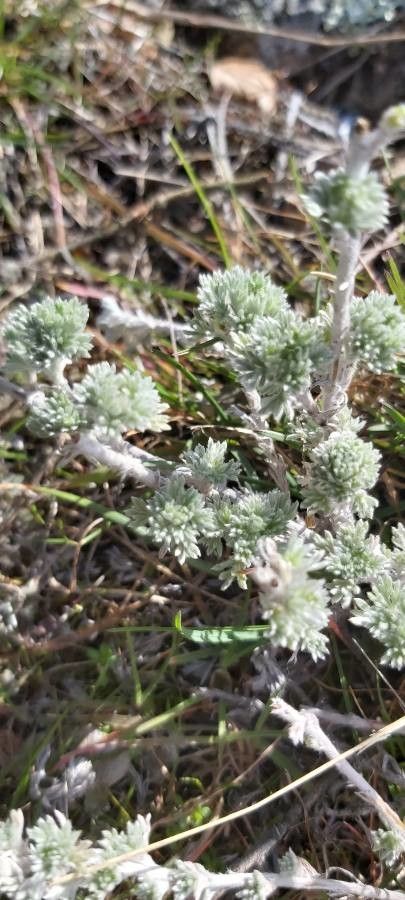 Artemisia pycnocephala habit