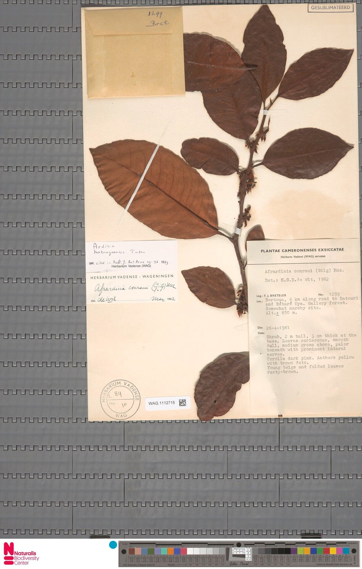 Ardisia conraui — houseplant care guide