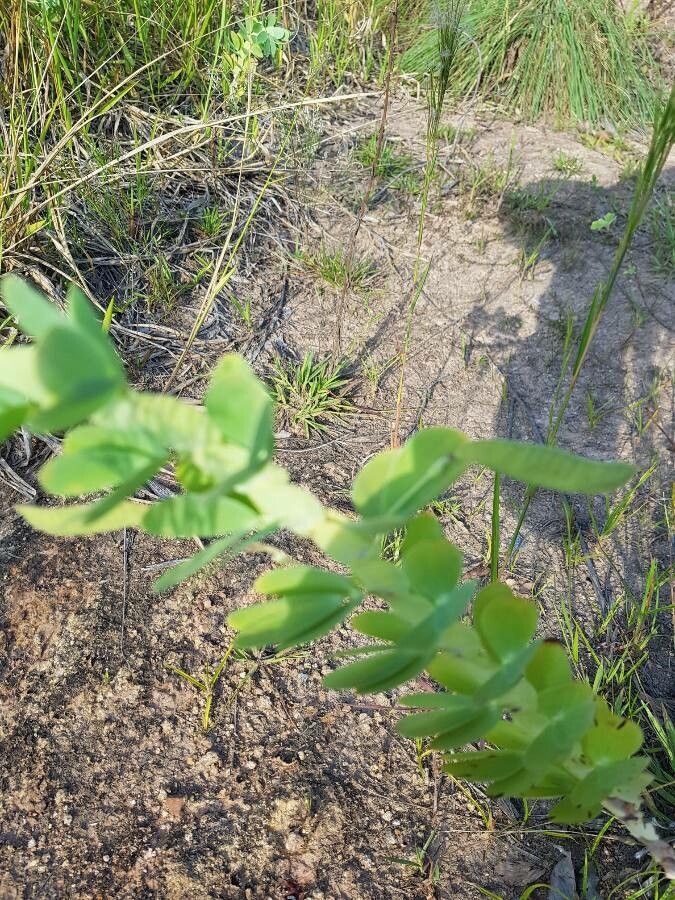 Chamaecrista desvauxii leaf