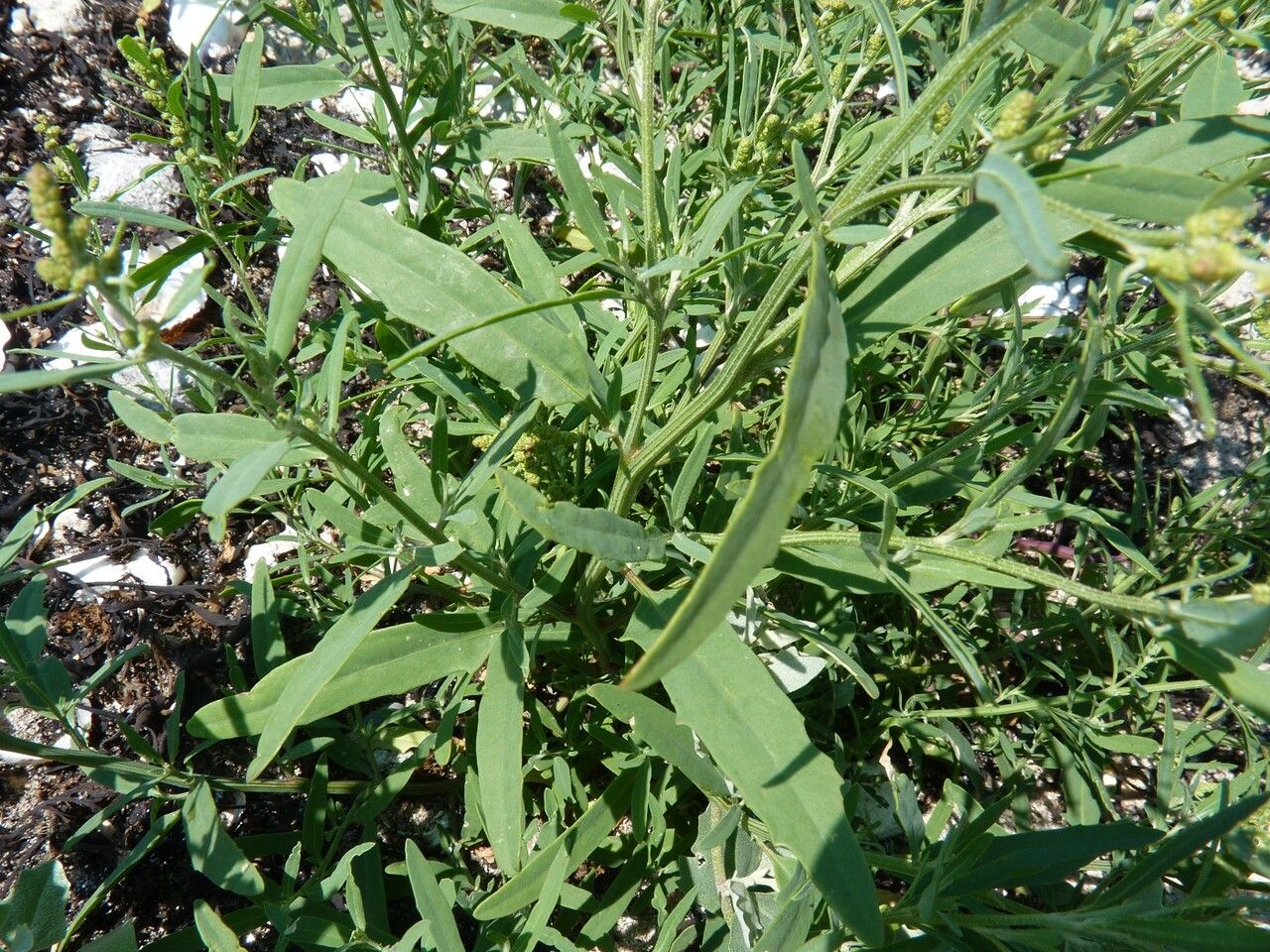Atriplex littoralis leaf