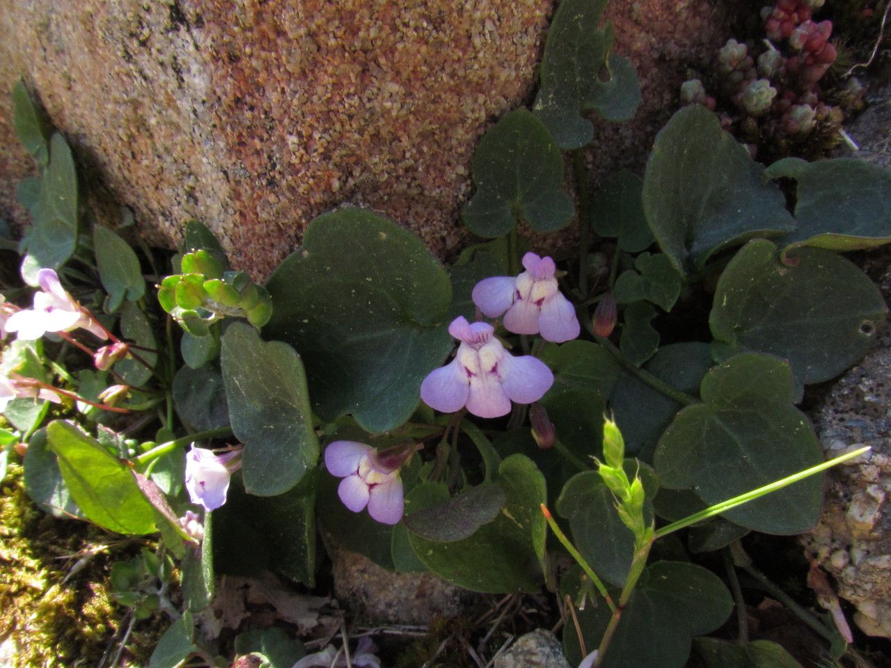 Cymbalaria hepaticifolia habit
