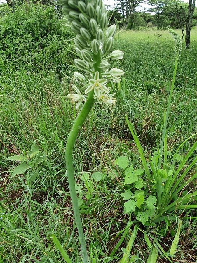 Albuca virens flower