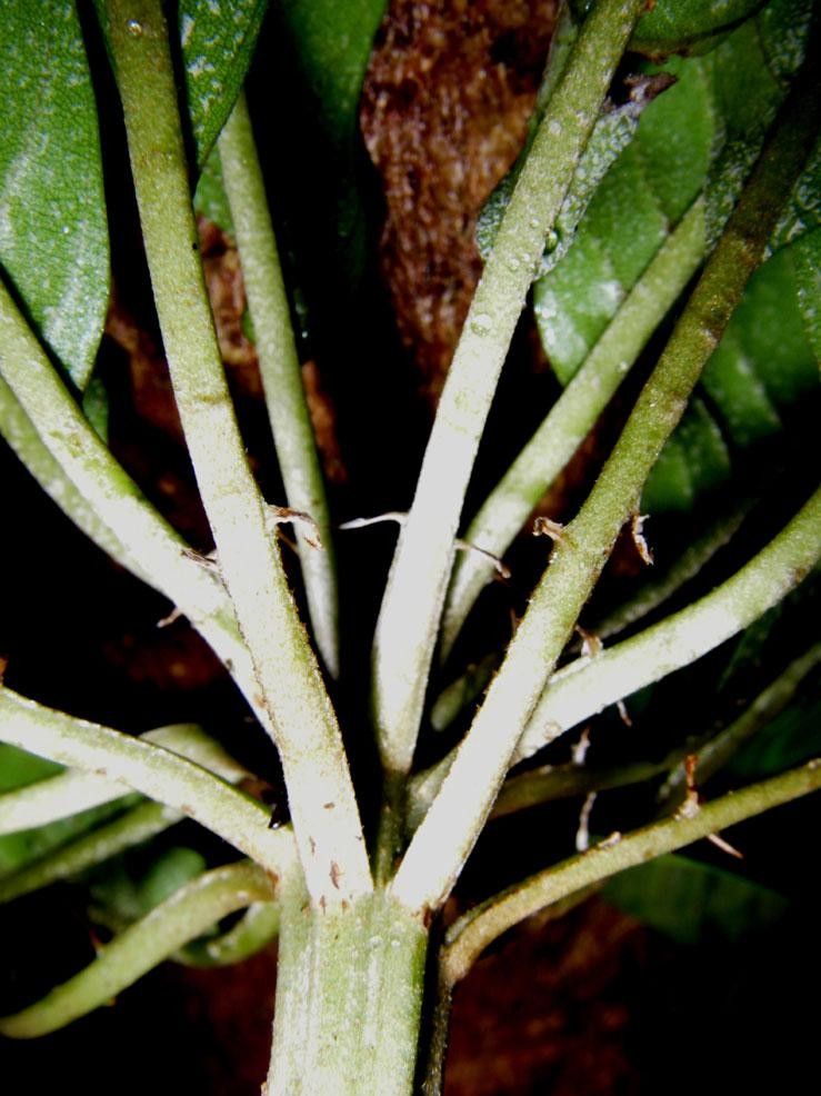 Pradosia atroviolacea bark
