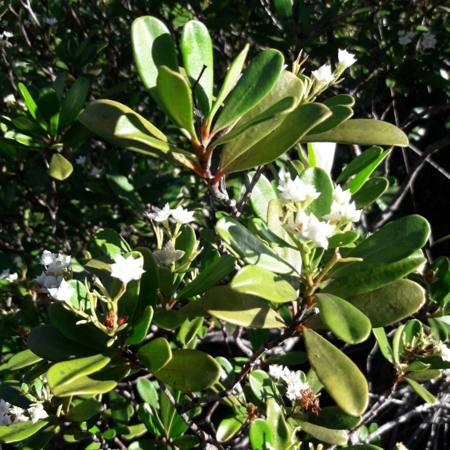 Boronia koniambiensis flower